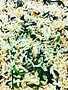 Spinach & mushroom brown rice