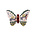 Snail's Pace Butterfly