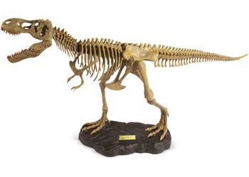 Australia Dr Steve - T. Rex Model Skeleton