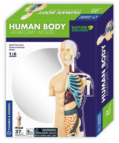 Australia Human Body Anatomy Model