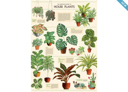 Australia Poster/Giftwrap - Houseplants