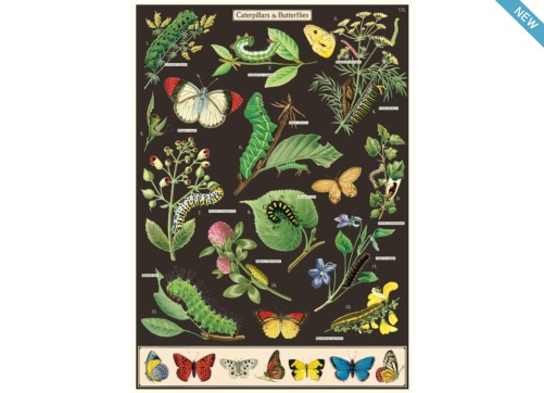 Australia Poster/Giftwrap-Caterpillars