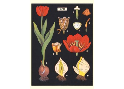 Australia Poster/Wrap - Tulip