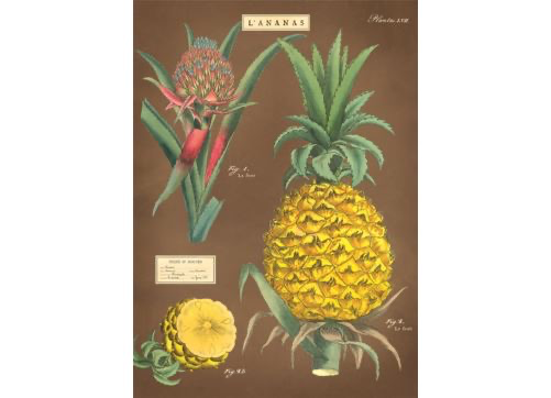 Australia Poster/Wrap - Pineapple #