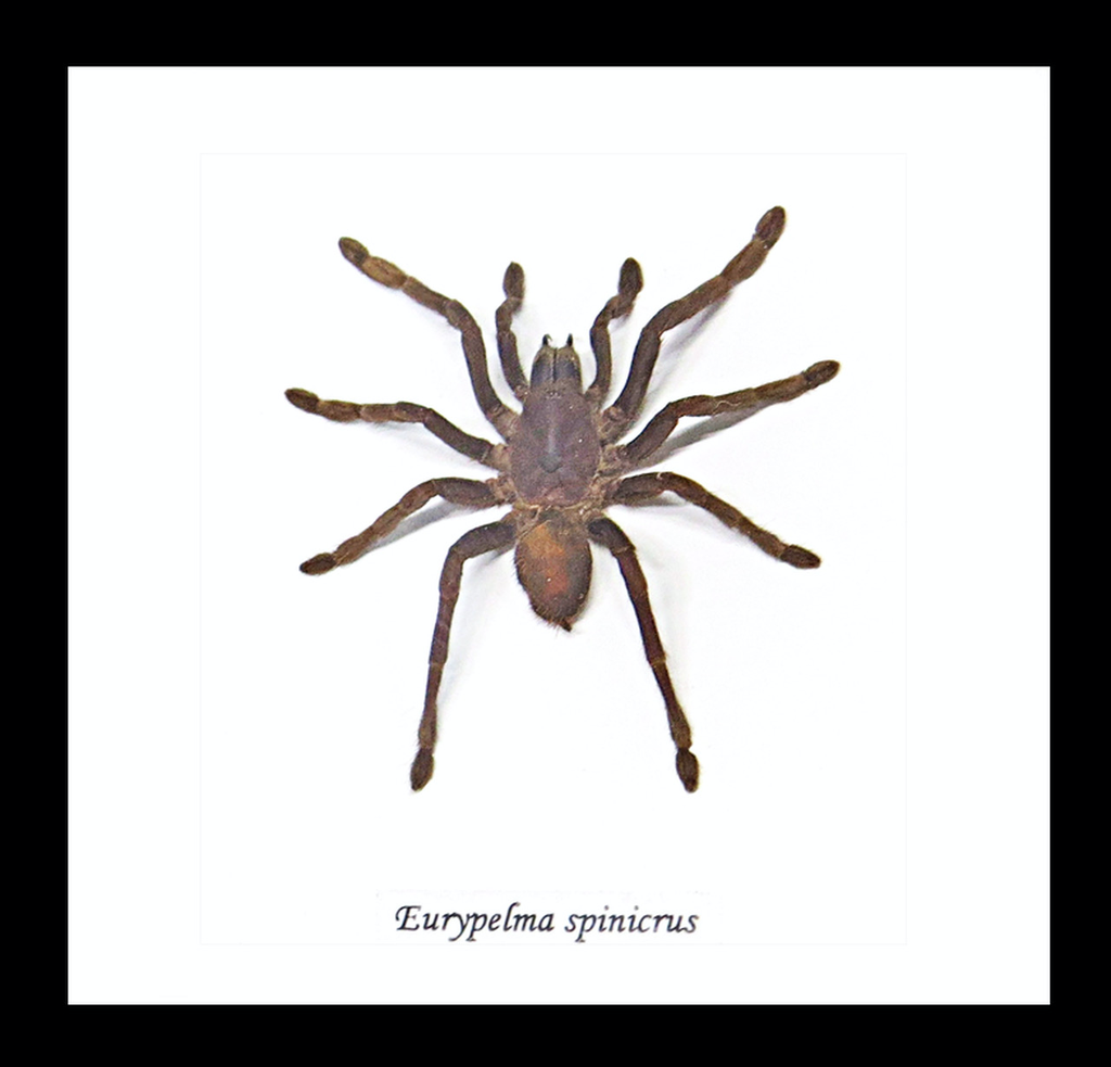 Australia Eurypelma spinicrus 14.5 x 14.5