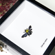Australia Xylocopa confusa bee in black frame 14.5x14.5