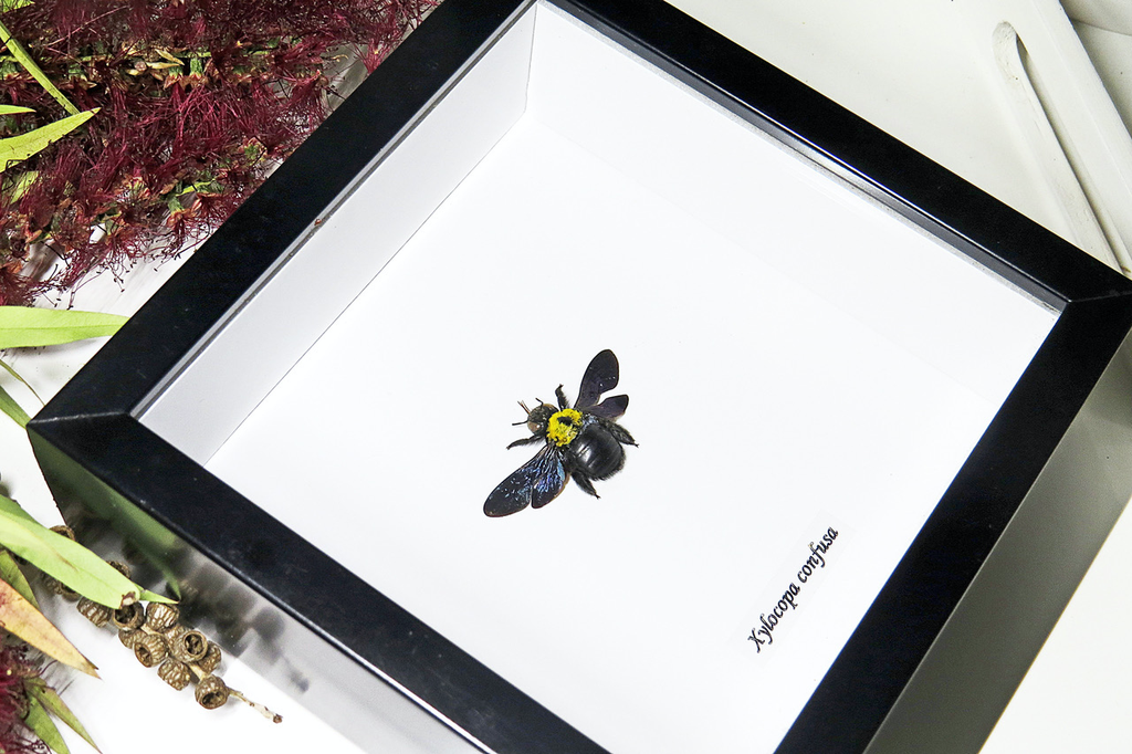 Australia Xylocopa confusa bee in black frame 14.5x14.5