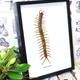 Australia scolopendra gigantea centipede black frame size 15.5cm x 25.5cm