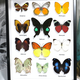 Australia 12 x assorted butterfly Urania leilus, Hebomoia glaucippe, Phoebis philea,CHRYSIRIDIA RHIPHEUS, Appias nero, Papilio phorcas, Sasakia charonda, Papilio polyphontes, Eterusia replete, Elymnias agondas,.polyura cognatus. Delias dixeyi 33.5x37.5cm black fram