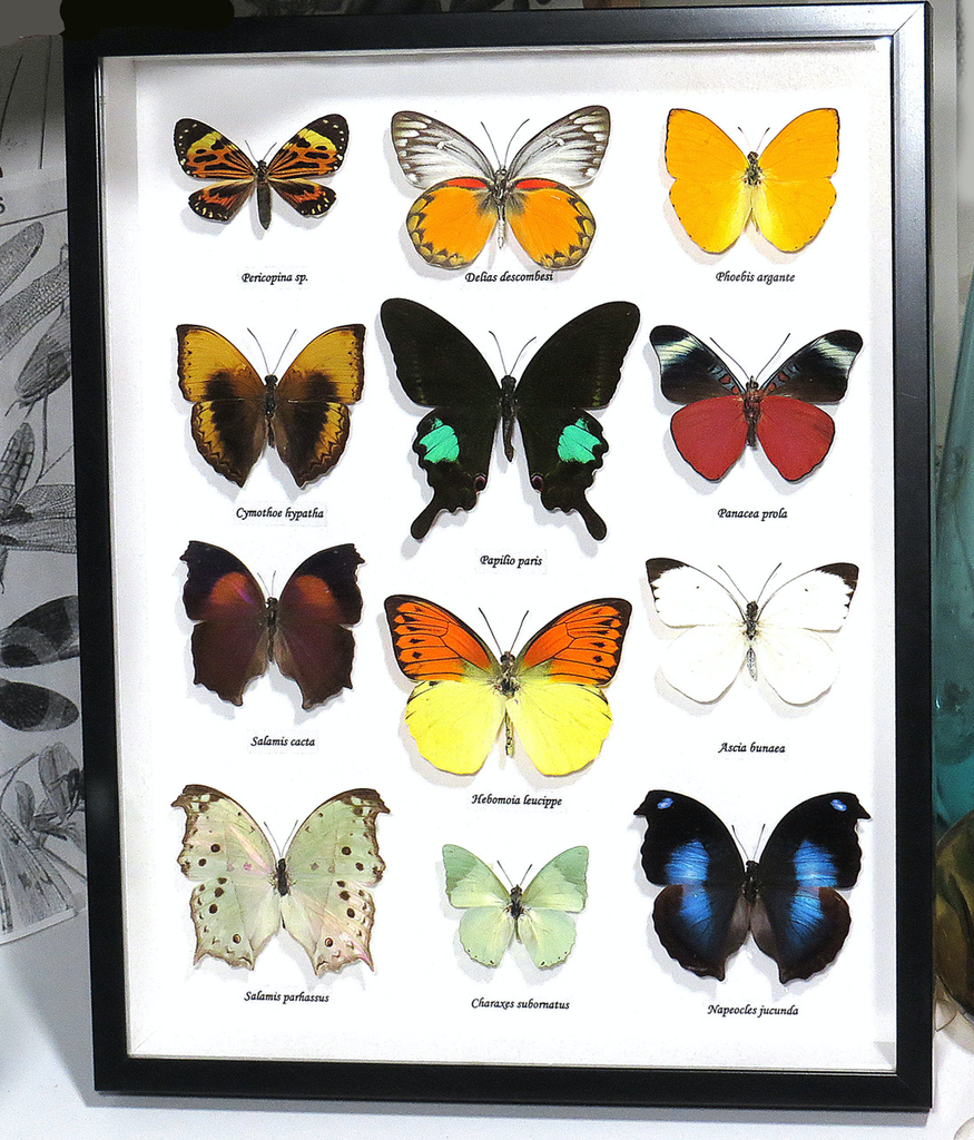 Australia 12 x assorted butterfly Urania leilus, Hebomoia glaucippe, Phoebis philea,CHRYSIRIDIA RHIPHEUS, Appias nero, Papilio phorcas, Sasakia charonda, Papilio polyphontes, Eterusia replete, Elymnias agondas,.polyura cognatus. Delias dixeyi 33.5x37.5cm black fram