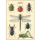Australia Poster/Wrap - Insects