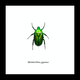 Australia Rhomborrhina gigantea green in black frame 14.5x14.5cm