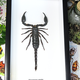 Australia Extra Large scorpion Hetrometrus spinifer in Black frame 15.5cm x 25.5cm