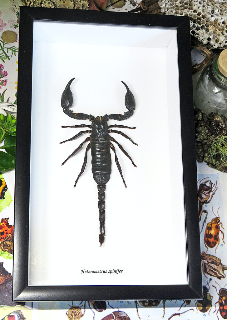 Australia Extra Large scorpion Hetrometrus spinifer in Black frame 15.5cm x 25.5cm