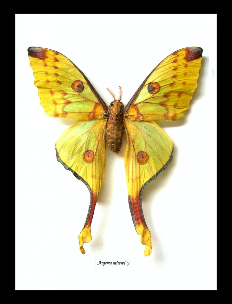 Australia Argema mittrci female, long tailed moon moth from Madagascar in black frame 25.5 x 28.5cm.