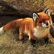 Australia Red Fox Puppet