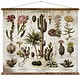Australia Cacti & Succulents Chart