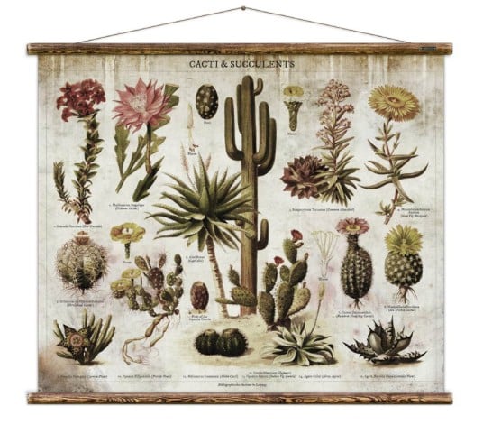 Australia Cacti & Succulents Chart
