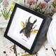 Australia Dorcus titanus beetle black frame open wings 14.5cm x 14.5cm