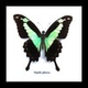 Australia Papilio phorcas in black frame 14.5x14.5cm