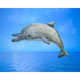 Australia Whistling Dolphin Puppet