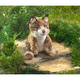 Australia Bobcat Kitten Puppet