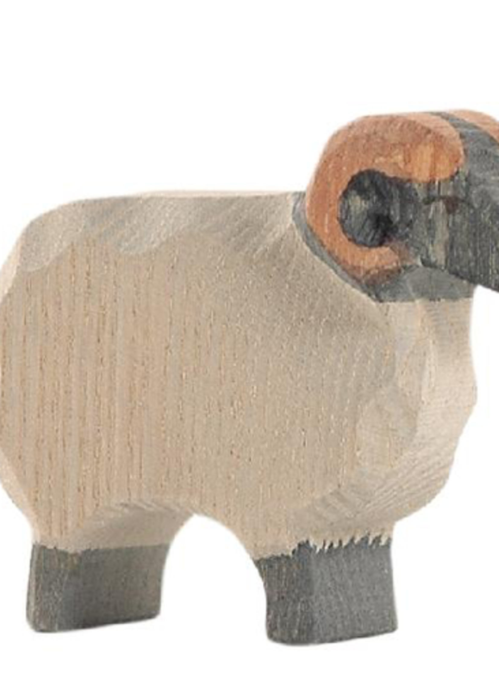 Ostheimer Sheep - Moorland Ram