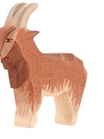 Ostheimer Goat male