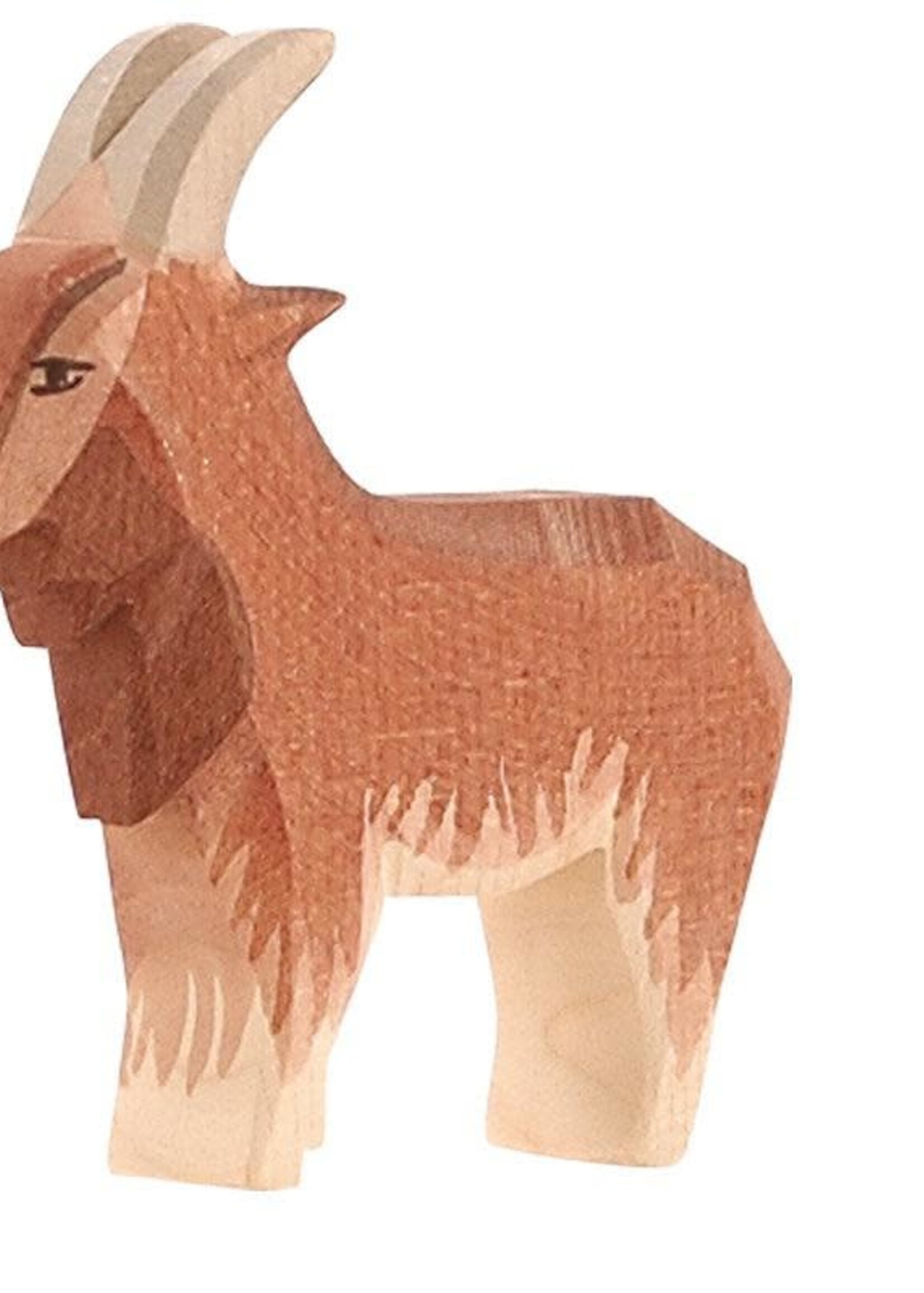 Ostheimer Goat male