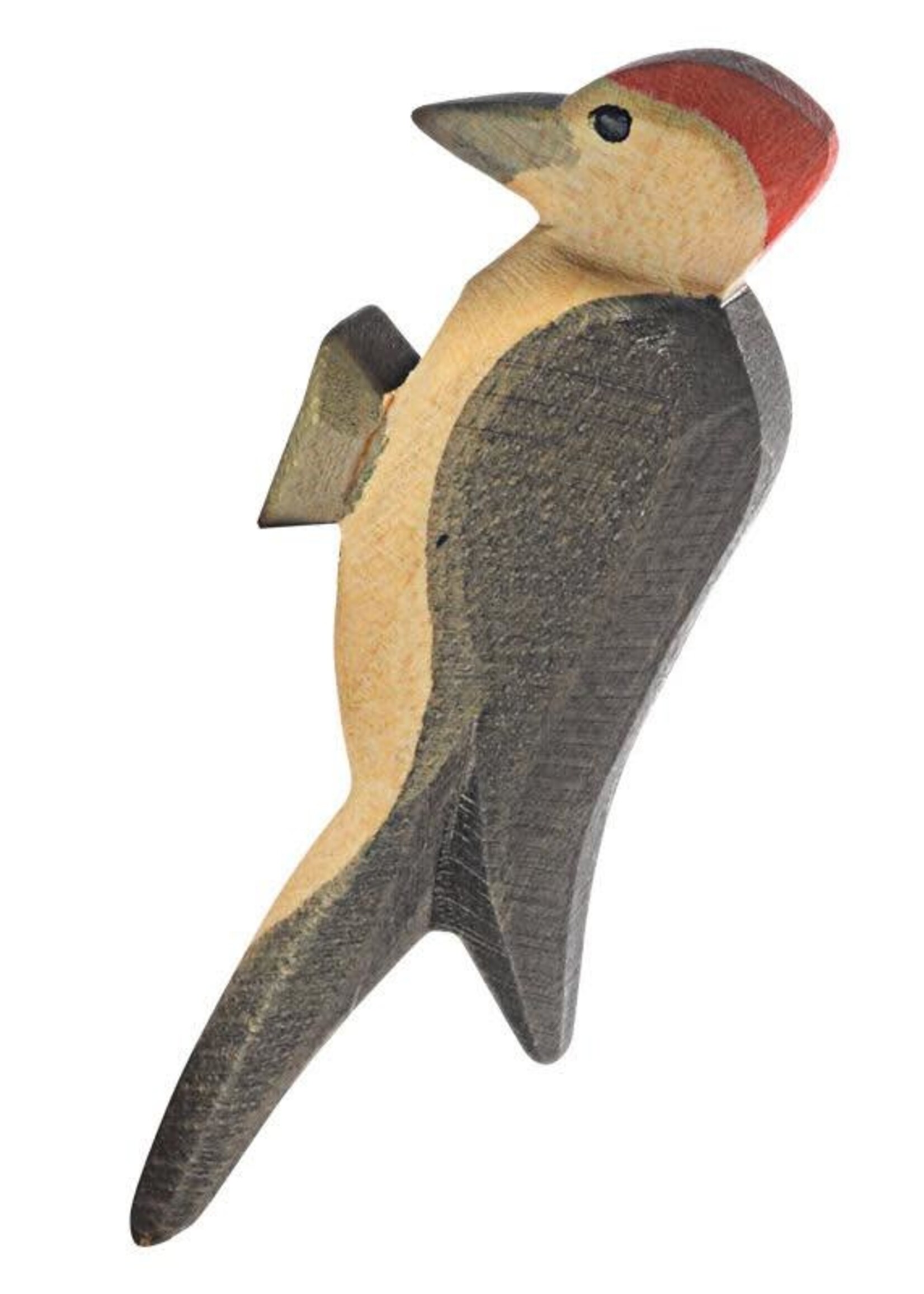 Ostheimer Woodpecker
