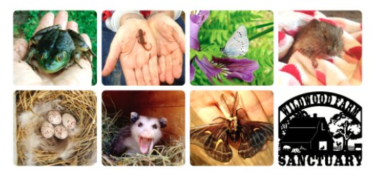 Herbivore in the Wild!