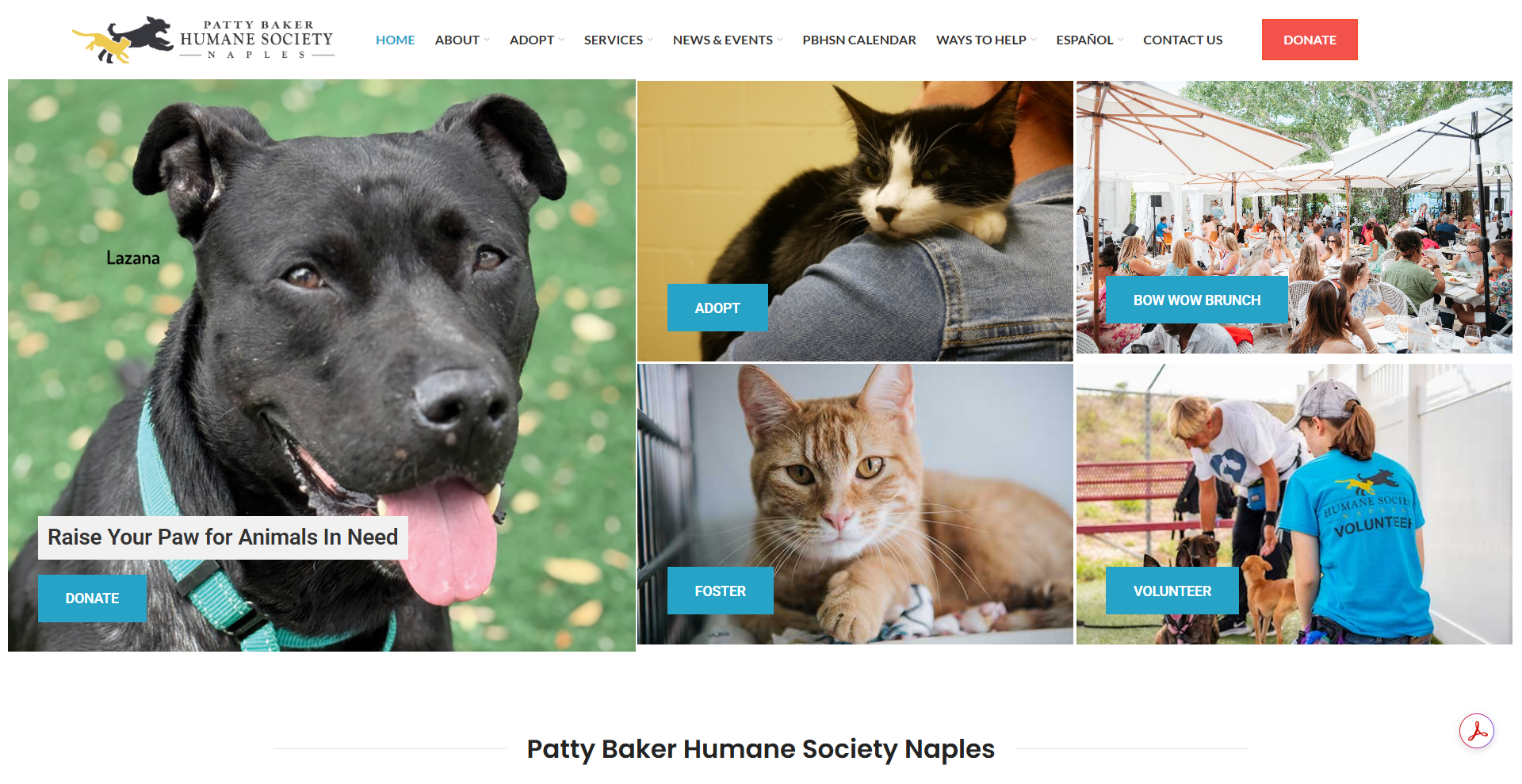 Foster, Save, Repeat: a Beginner’s Guide to Fostering With Humane Society Naples