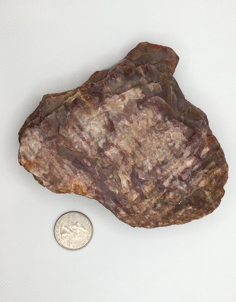 Petrified Wood