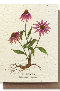 Echinacea Plantable Wildflower Seed Card Echinacea Plantable Wildflower Seed Card