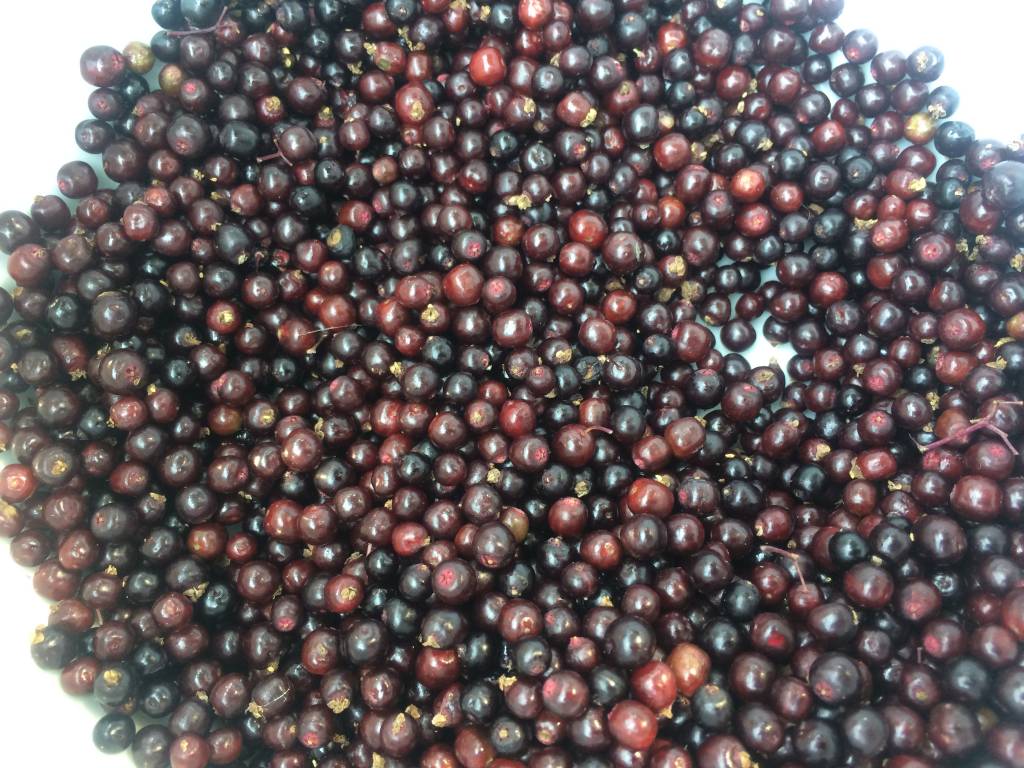 Elder Materia Medica