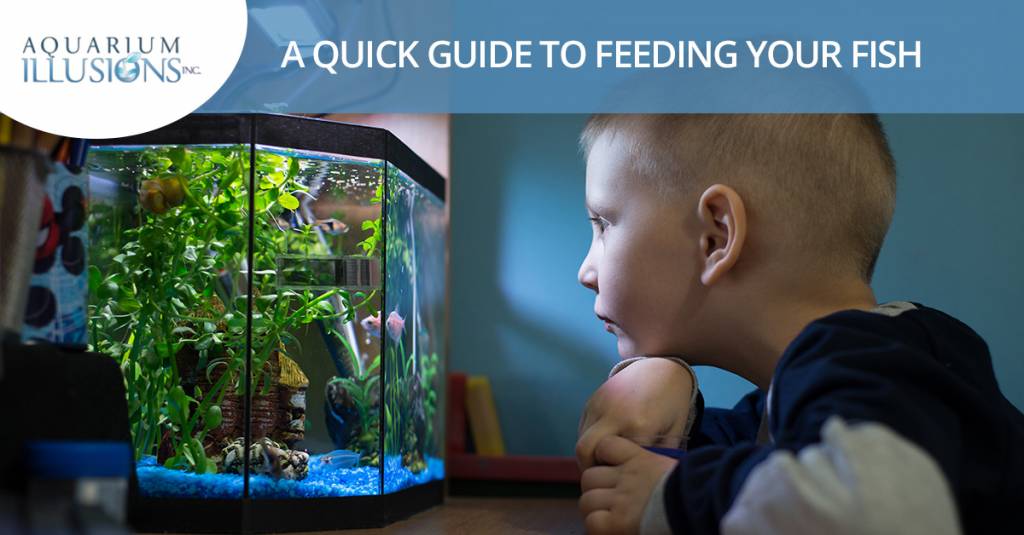 A Quick Guide To Feeding Your Fish