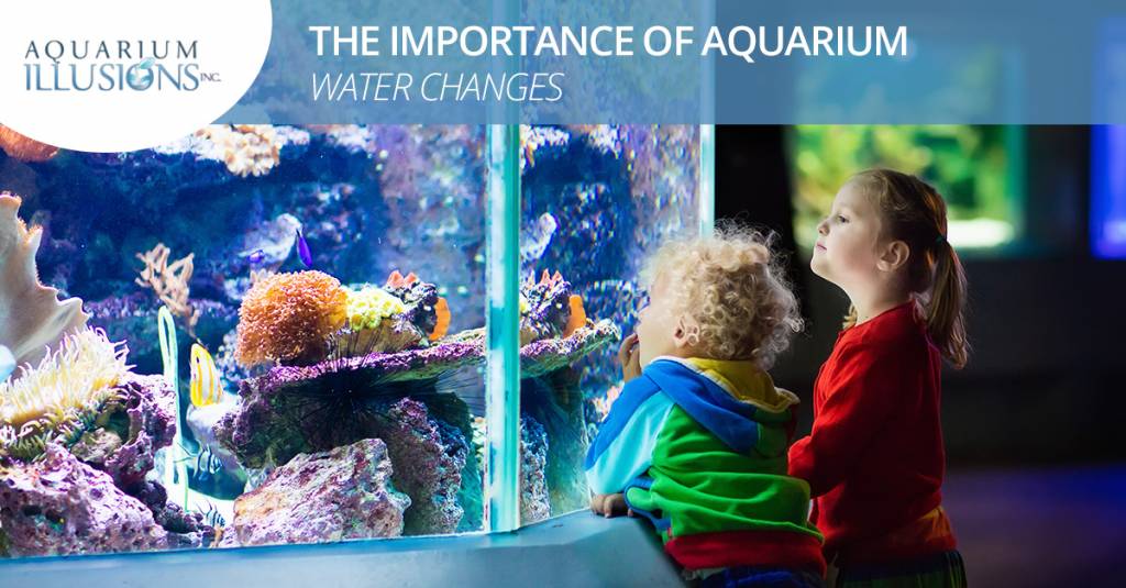 The Importance of Aquarium Water Changes