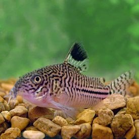  Julii Corydora