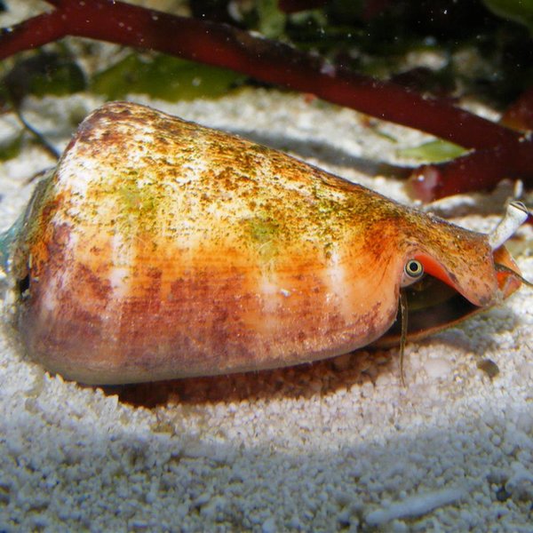  Strawberry Conch