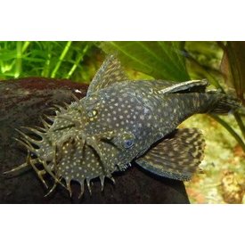  Bristlenose Pleco