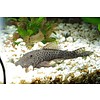 Rubberlip Pleco