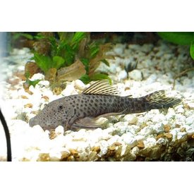  Rubberlip Pleco