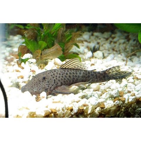 Rubberlip Pleco