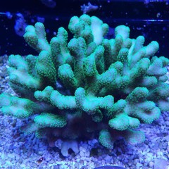 Products tagged with Club Finger Coral