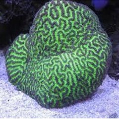 Products tagged with fiji maze coral