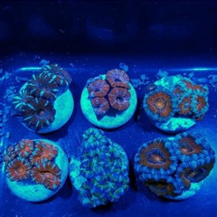 Products tagged with Acans