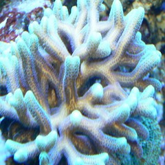 Products tagged with reef safe corals