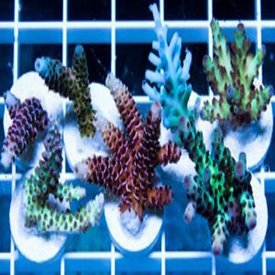  Acropora Frag 1-1.5"