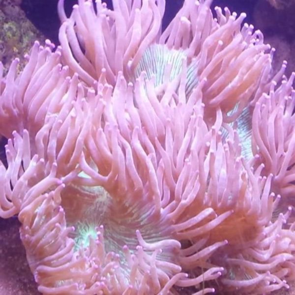  Indo Elegance Coral