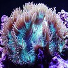 Elegance Coral Green,  Blue tips